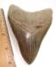 Lee Creek Megalodon Tooth